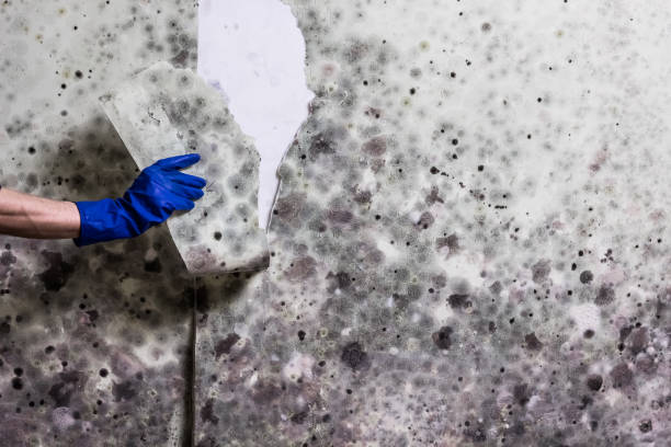 Best Toxic Mold Removal  in River Grove, IL